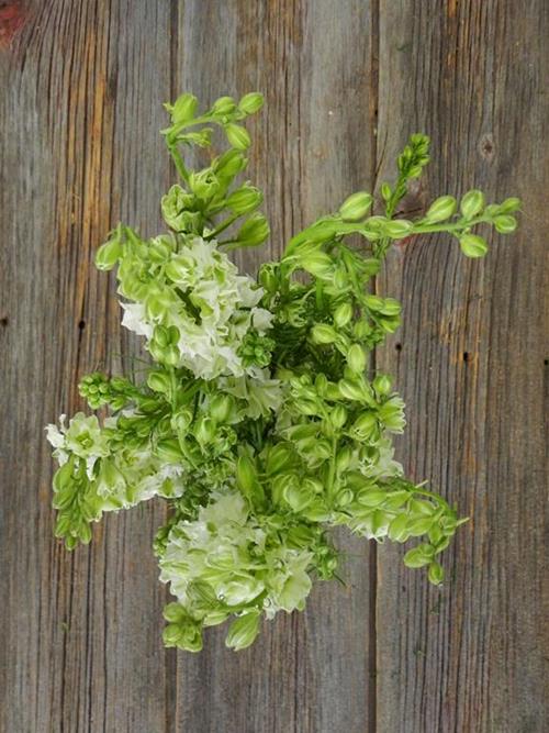  WHITE LARKSPUR